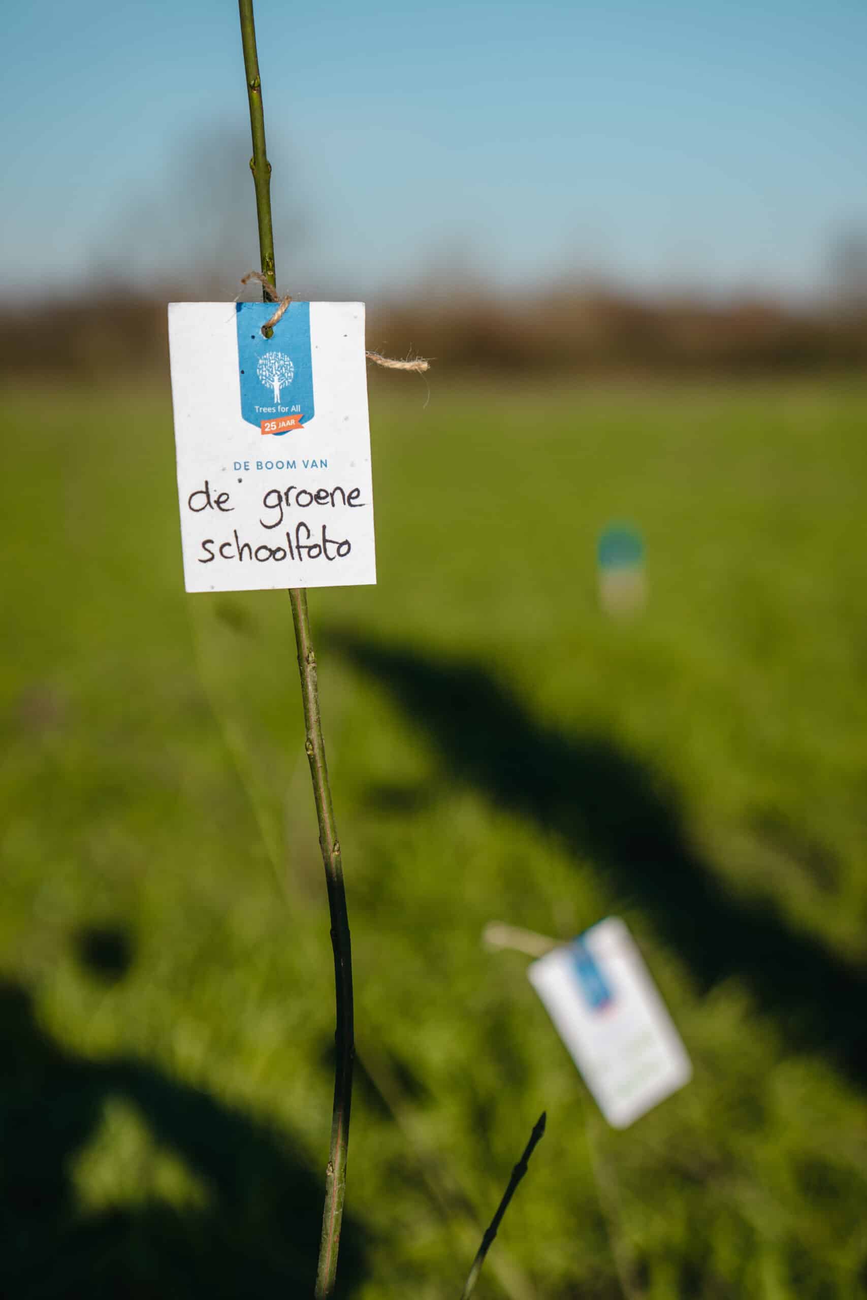 Boompje met het label van De Groene Schoolfoto in het jonge bos